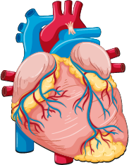 lungs icon