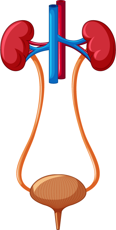 lungs icon