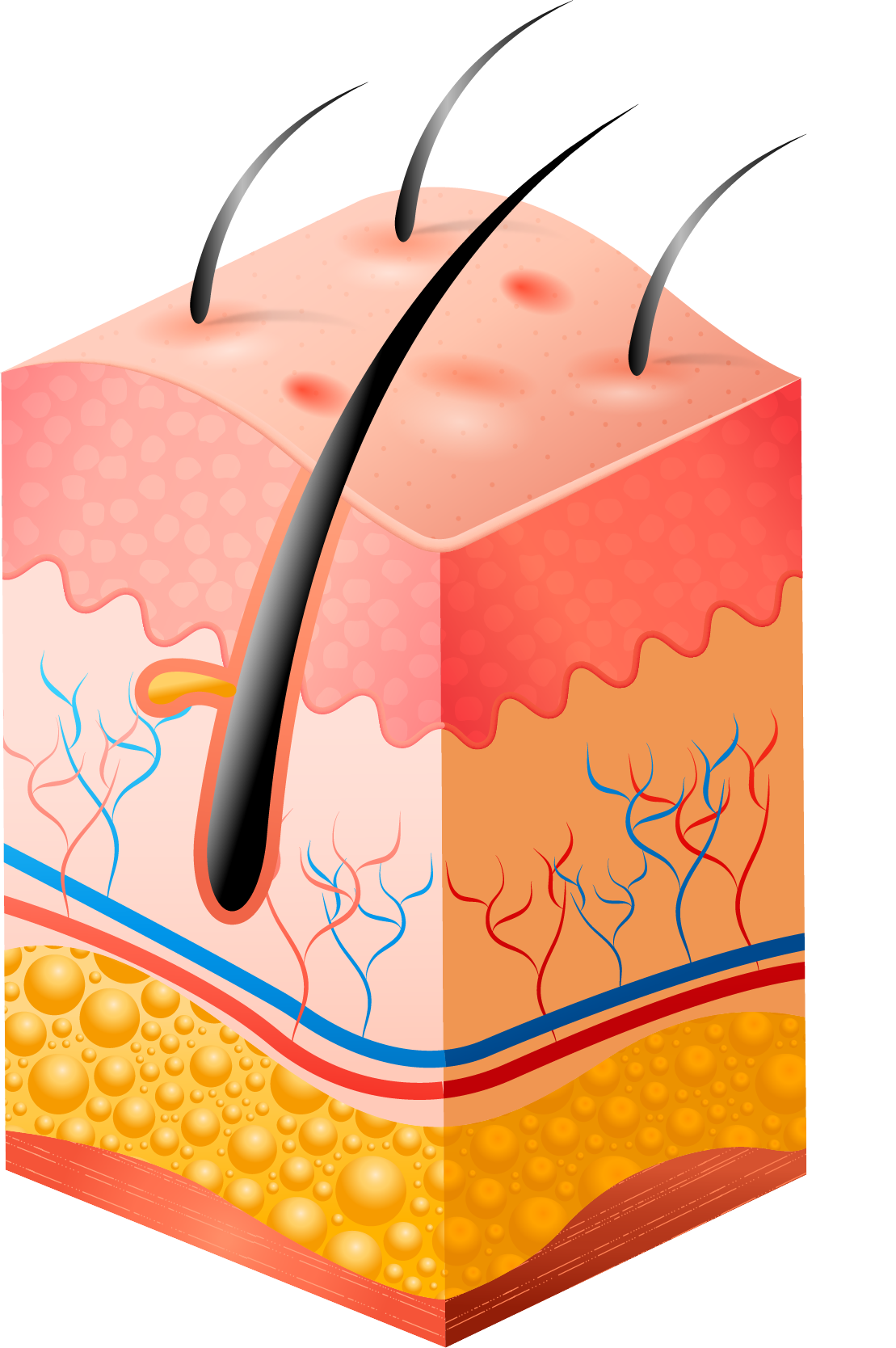 lungs icon